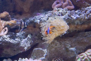 ROM Coral Reef Aquarium